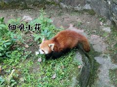 -都江堰中华大熊猫苑
