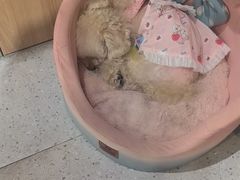 -FAELING PETS美天灵宠物(富力广场店)