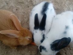 -万源龙顺度假庄园生态观光园