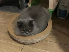 -古乐牛香·鲜牛肉牛杂火锅(新区店)