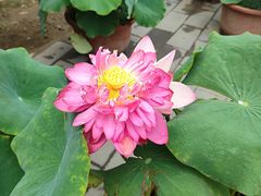 -莲花池公园