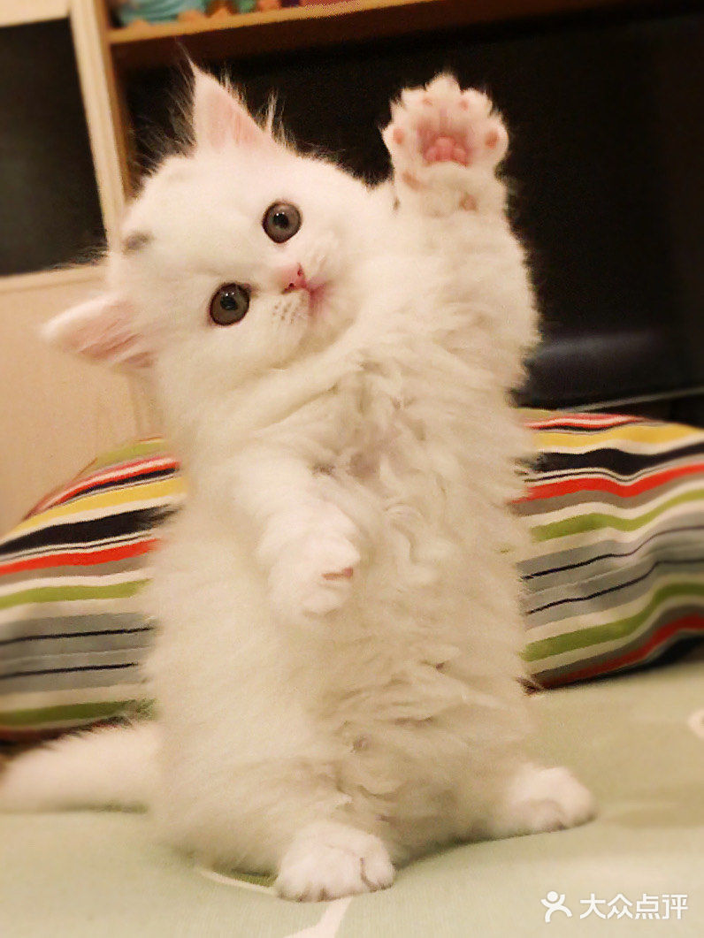 这是一只超“凶”的小猫咪！