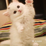 这是一只超“凶”的小猫咪！