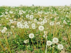 -汉长安城未央宫国家考古遗址公园