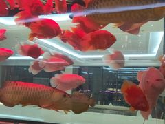 -鲤鱼门渔人码头自助餐厅