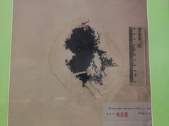-四川大学博物馆