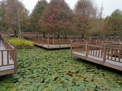 -五缘湾湿地公园