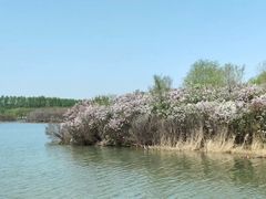 -丁香湖公园