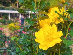 -人民公园(罗湖区)