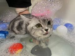 -车接车送·寄养洗护·德文猫舍(大宁店)
