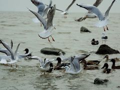 -深圳湾公园(南山区)