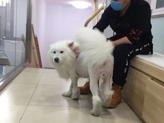 -宠福鑫康馨动物医院·骨科·眼科