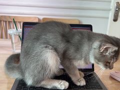 -楼上猫咖(罗湖店)