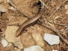 -北京上方山国家森林公园