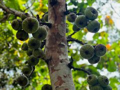 -中国科学院西双版纳热带植物园