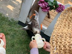-大连铭湖国际观光牧场
