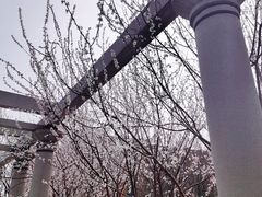 -桃花堤公园