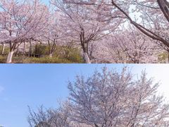 -南山植物园