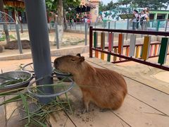 -西霞口神雕山野生动物世界