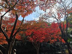 -秋霞圃