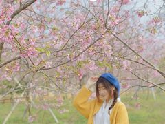 -天适樱花悠乐园