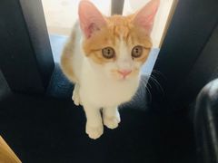 -平行世界·猫咖(首经贸店)