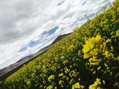 羊卓雍湖-羊卓雍措