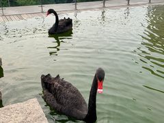 -行者书屋大堂吧 ·下午茶(南京圣和府邸酒店)