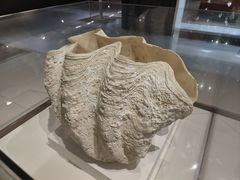 -青岛贝壳博物馆