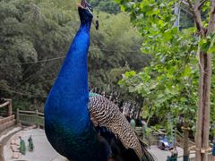 -栾川竹海野生动物园