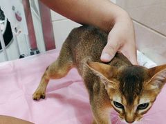 -北京观赏动物医院·24小时大型综合·猫专科·异宠专科