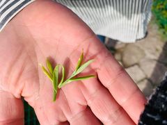 -阿巧茶庄