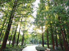 -新虹桥中心花园