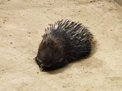 -青藏高原野生动物园