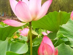 -莲花池公园