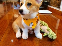-多乐狗狗宠物训练工作室