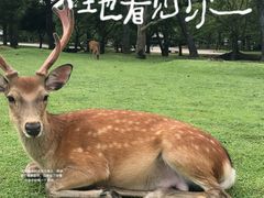 -奈良公园