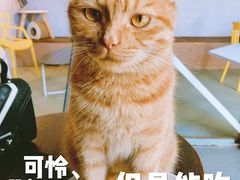-喵屿·大理花园猫咖