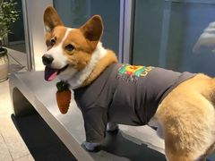 -萌宠之家·腊肠犬·马尔泰·小体犬舍