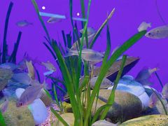 -上海海洋水族馆