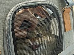 -伟伟宠物医院·CT影像中心·瑞派犬猫综合性门诊(汉口总院)