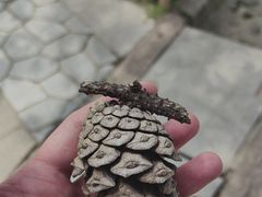 -五台山风景名胜区-罗睺寺