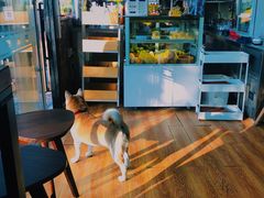 -柴犬高等学院·狗咖·柴犬售卖·宠物训练