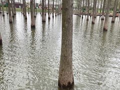 -泗洪洪泽湖湿地景区