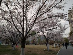 -西北湖绿化广场
