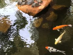 -香港大学