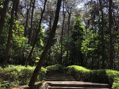 -铁山坪森林公园