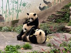 -中国大熊猫保护研究中心雅安碧峰峡基地