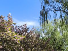 -莲花池公园