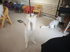 -平行世界·猫咖(首经贸店)